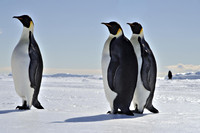 Pinguins in Antartica