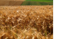 Brussel dwingt Noord-Nederlandse agrariërs tot koerswijziging image