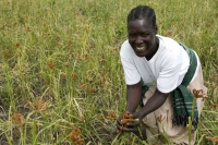 Harvesting in Africa
