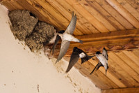 Zwaluwen bij hun nest onder de dakrand