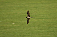 Vliegende zwaluw boven een weiland