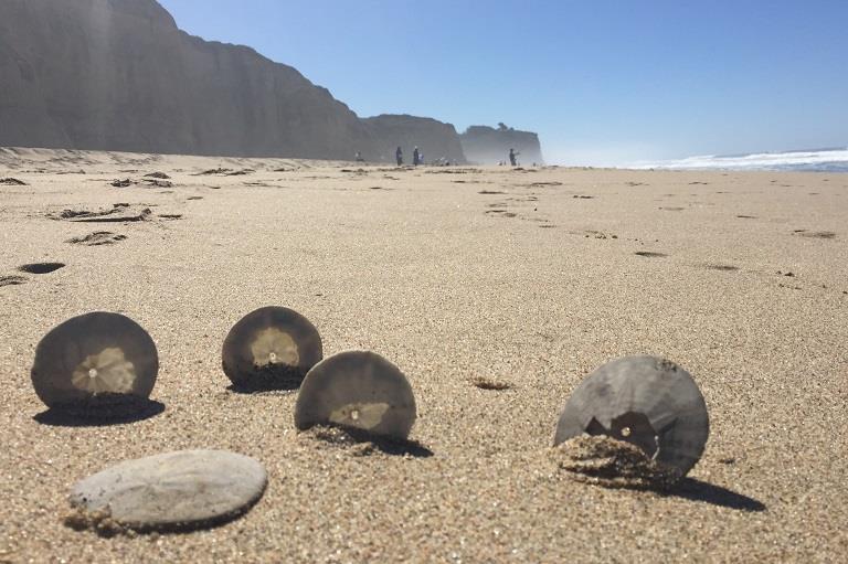 Lessen van de eerste geïmplementeerde CBDC: de Sand dollar image