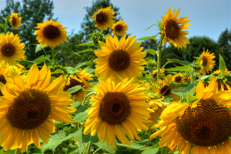 De ontsporingen van het zonnebloemkapitalisme: de overheid past andere rol image