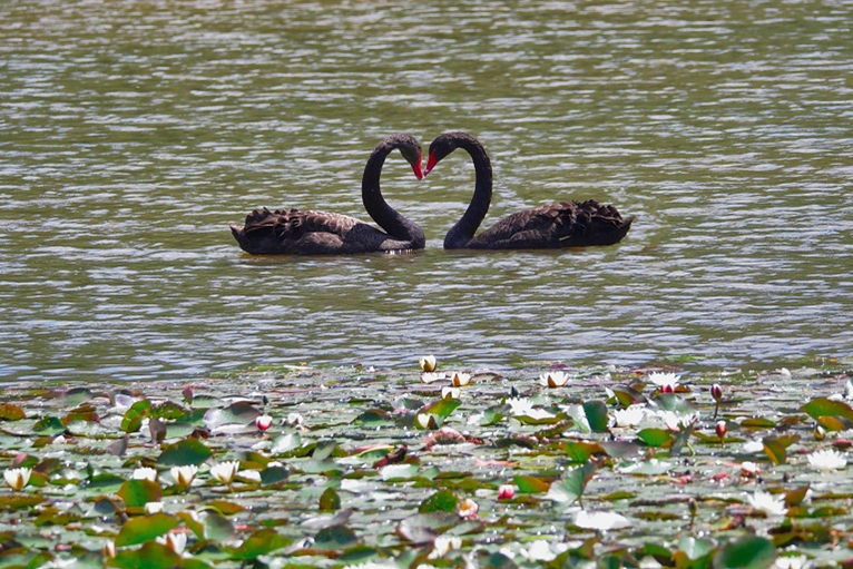 Inmiddels hebben meer dan 1 miljoen Nederlanders een LAT-relatie. Is dit een keuze, of noodzaak? image